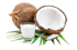 coconut milk